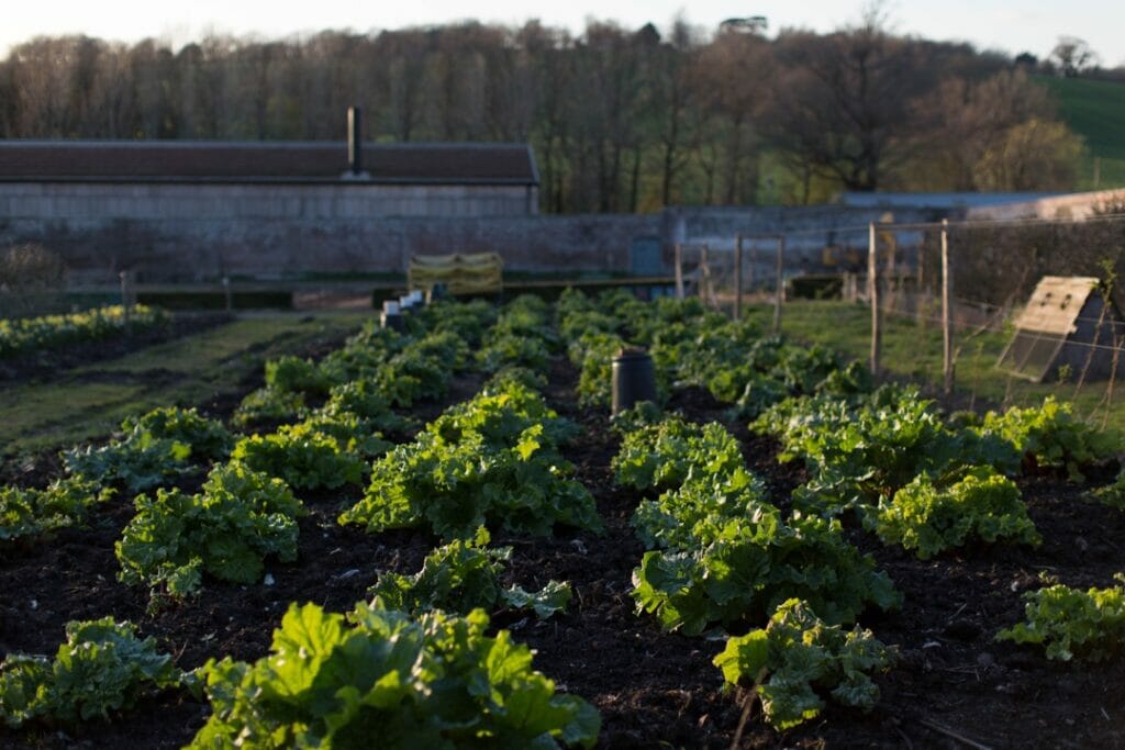Garden Patch Garden Patch