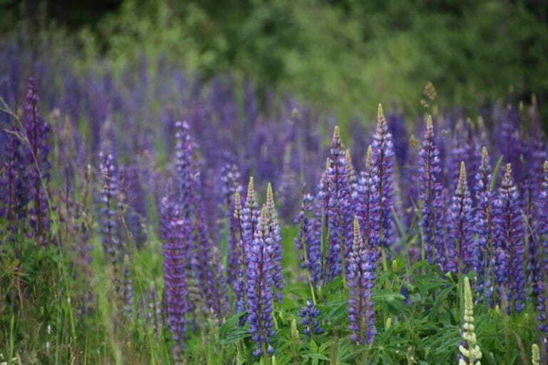wild purple lupins