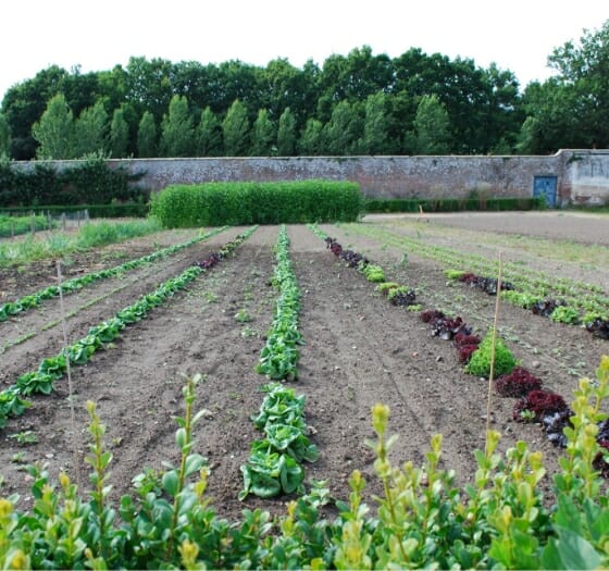 Garden Growing Produce Garden Growing Produce