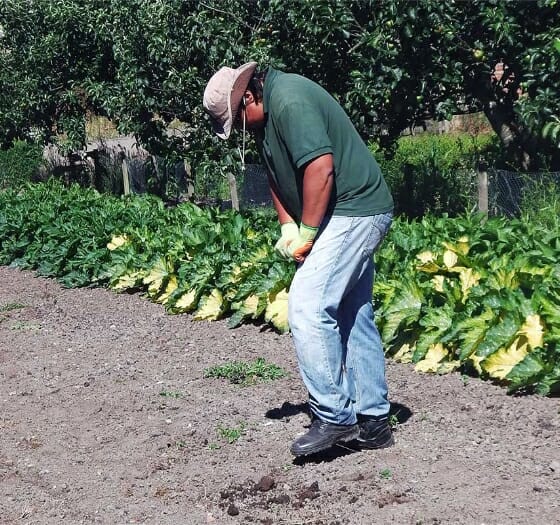 Man Working In The Garden Man Working In The Garden