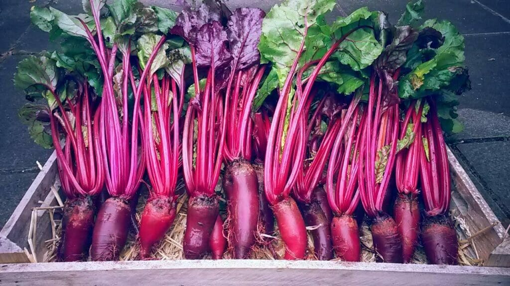 Beetroot Beetroot