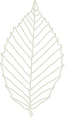 Beech Leaf