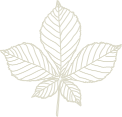 Chestnut Leaf