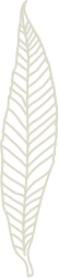 Willow Leaf