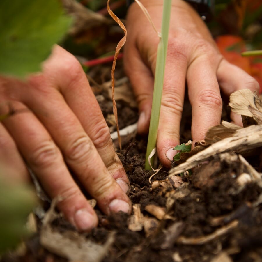 Planting A Small Vegetable In The Garden Planting A Small Vegetable In The Garden