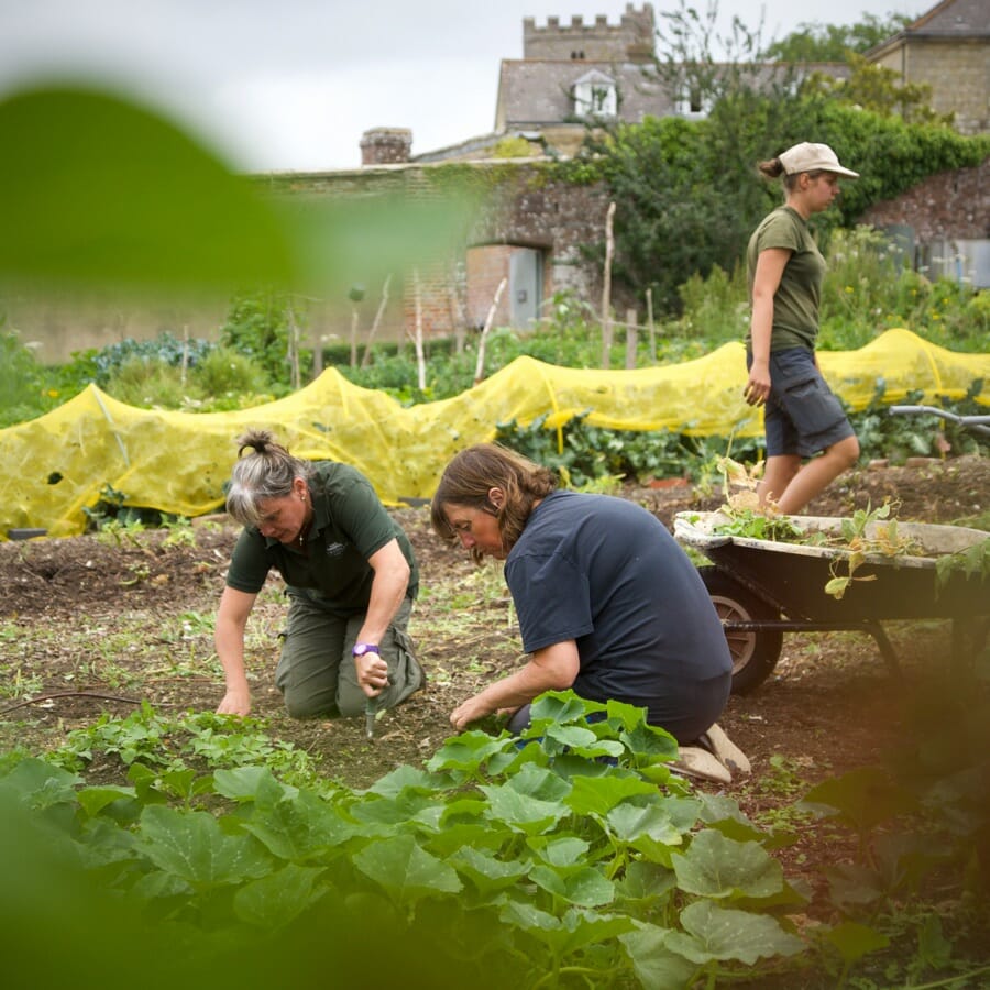 Volunteers Working In The Kitchen Garden Volunteers Working In The Kitchen Garden