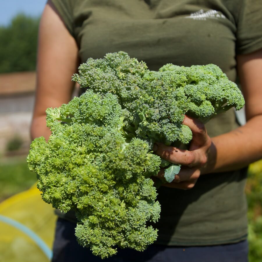 Holding Broccoli In The Kitchen Garden Holding Broccoli In The Kitchen Garden