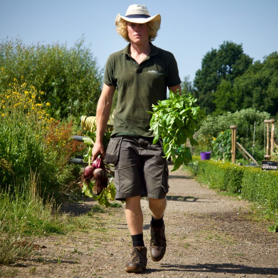Walking In The Kitchen Garden With Beetroot Walking In The Kitchen Garden With Beetroot
