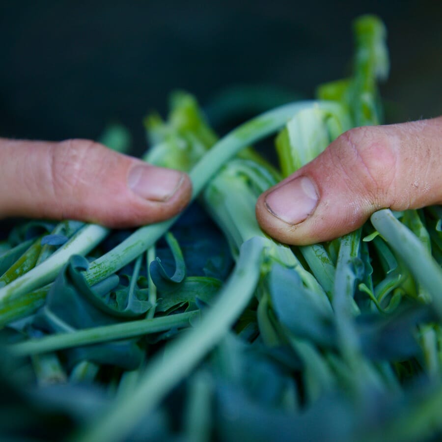 Hold Vegetables In The Kitchen Garden Hold Vegetables In The Kitchen Garden